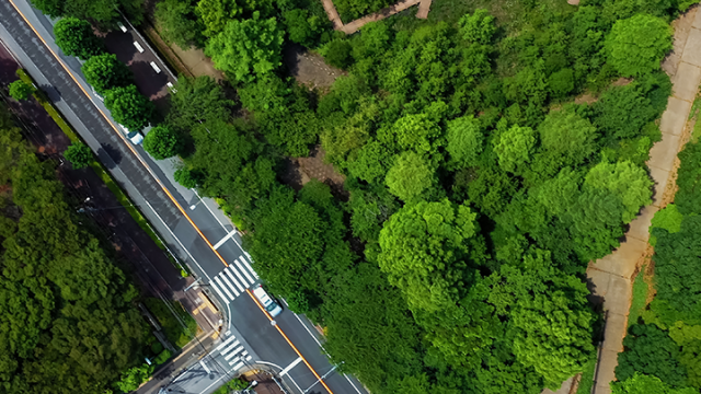 Aerial view of road and trees